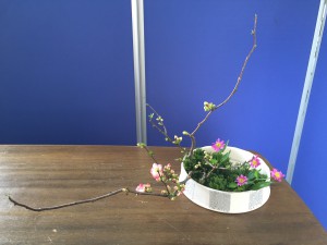 ボケ（ぴんく）